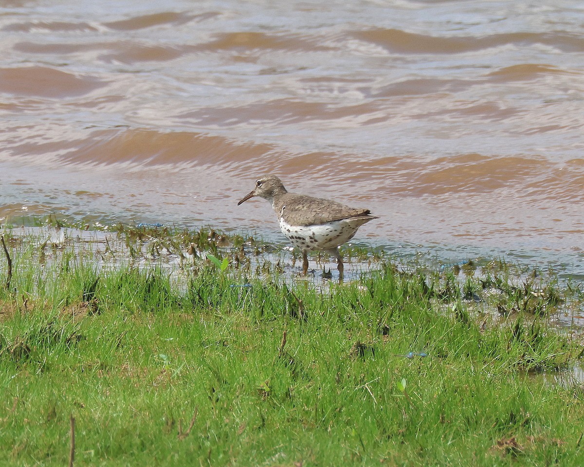 Spotted Sandpiper - ML639829197