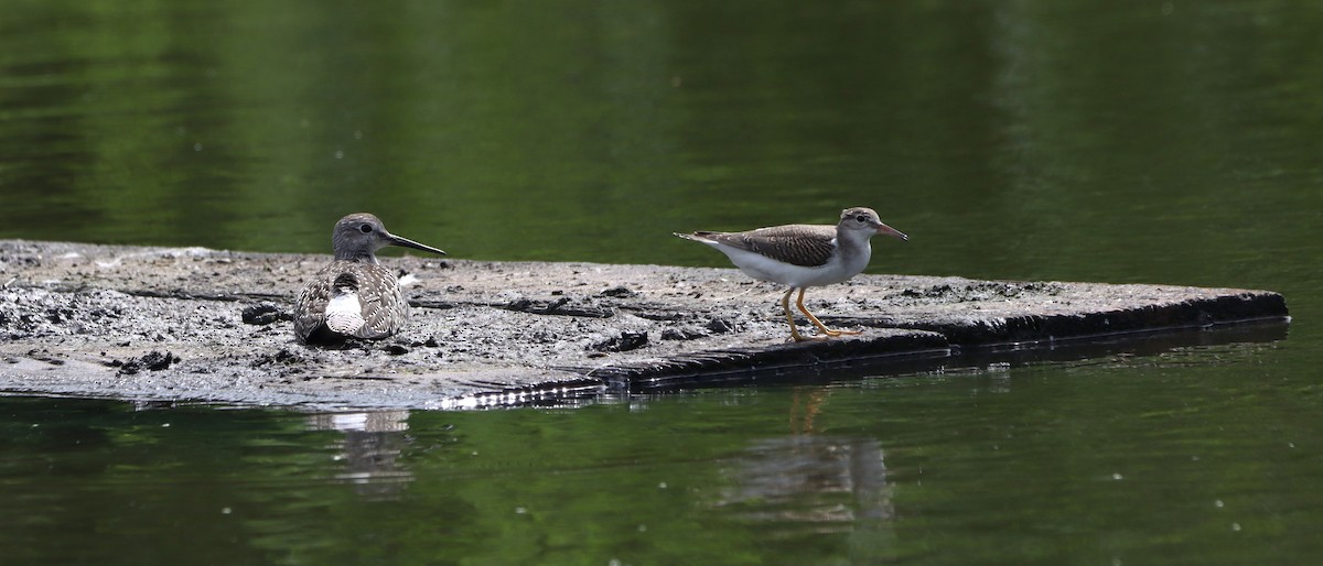 Spotted Sandpiper - ML639829236