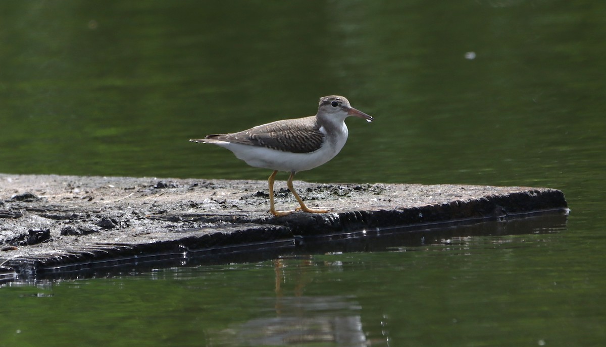 Spotted Sandpiper - ML639829250