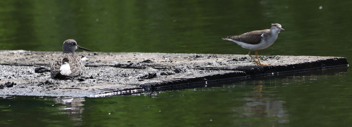 Spotted Sandpiper - ML639829260