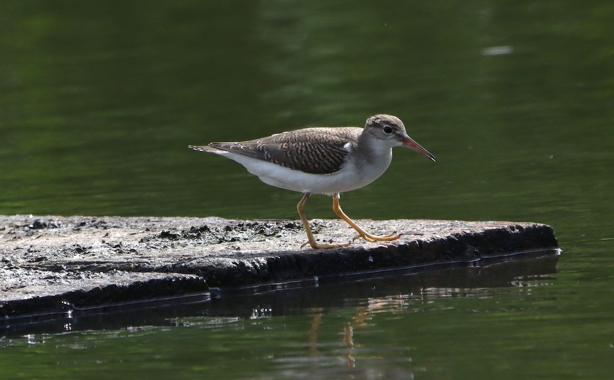 Spotted Sandpiper - ML639829280