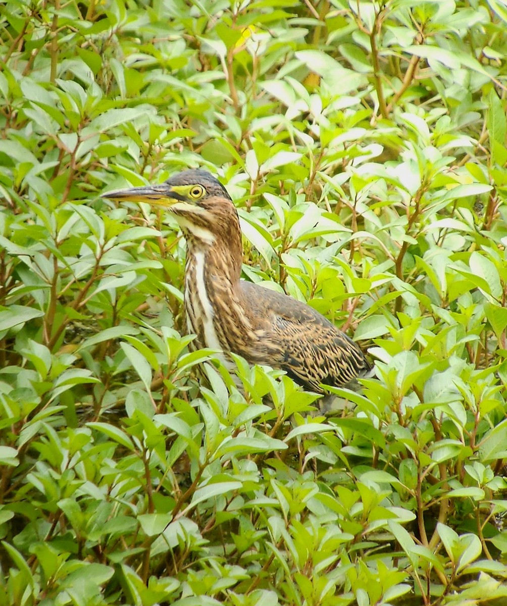 Green Heron - ML639829306