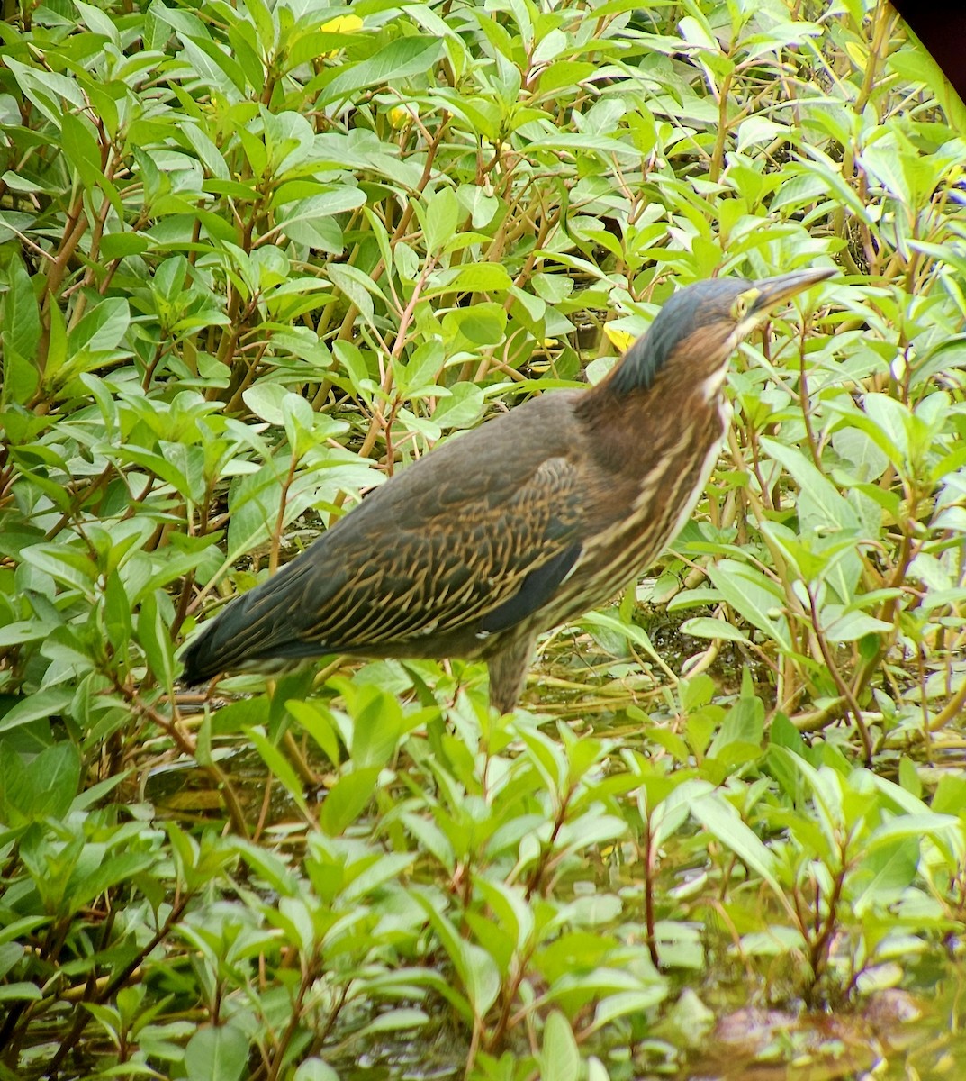 Green Heron - ML639829315