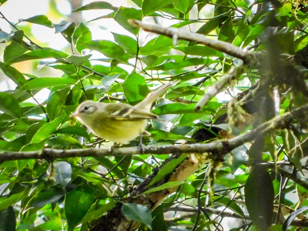 Greenish Tyrannulet - ML639829329