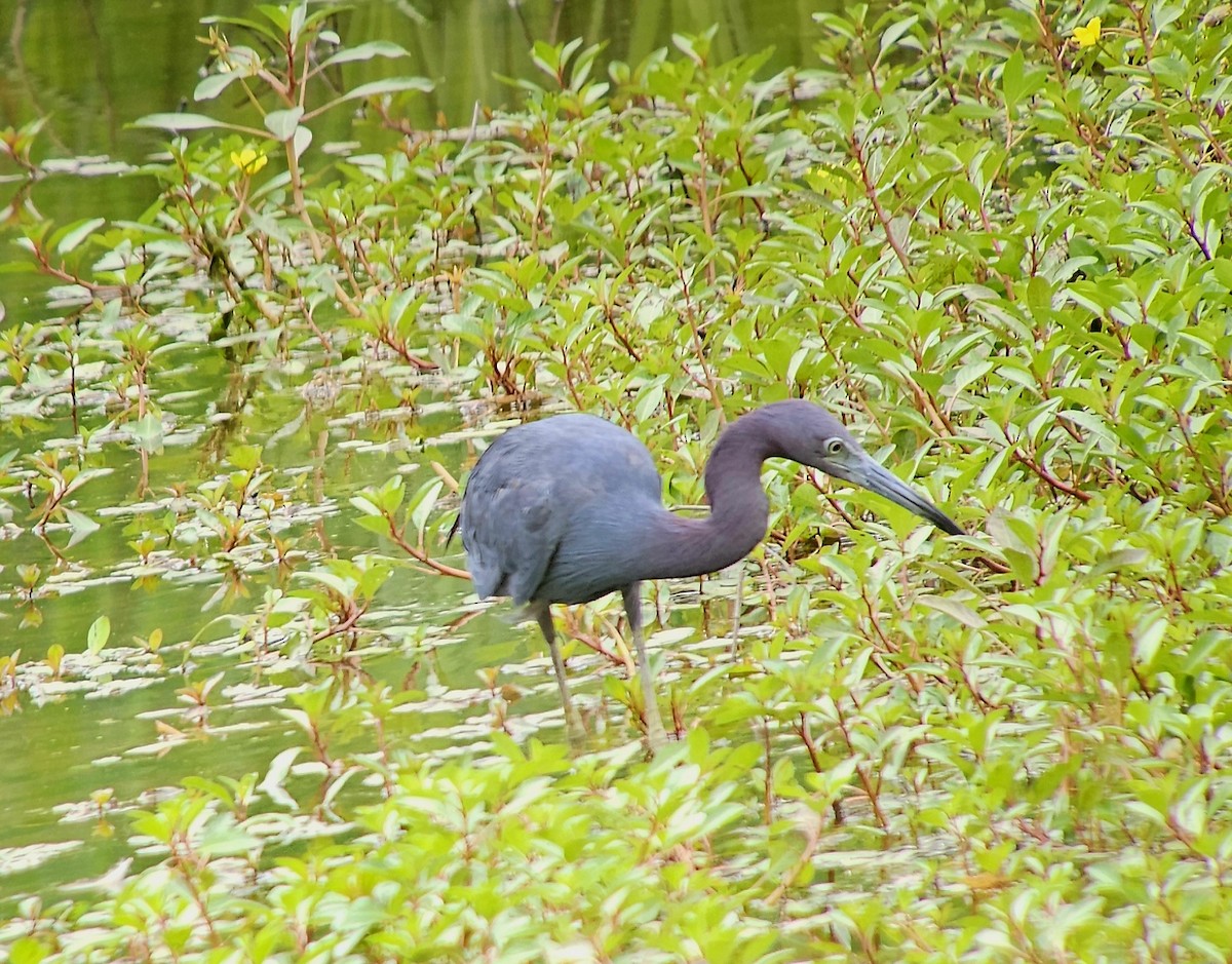 Little Blue Heron - ML639829331