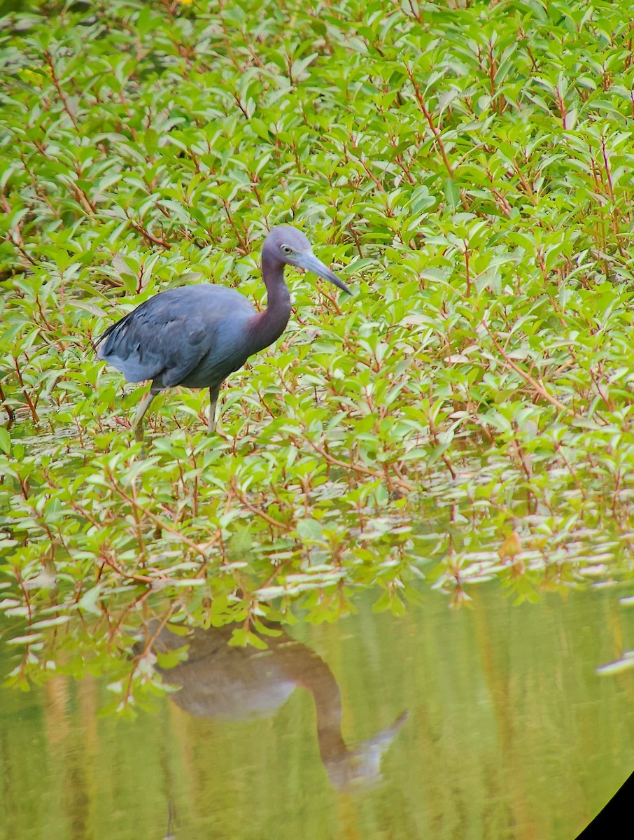 Little Blue Heron - ML639829336