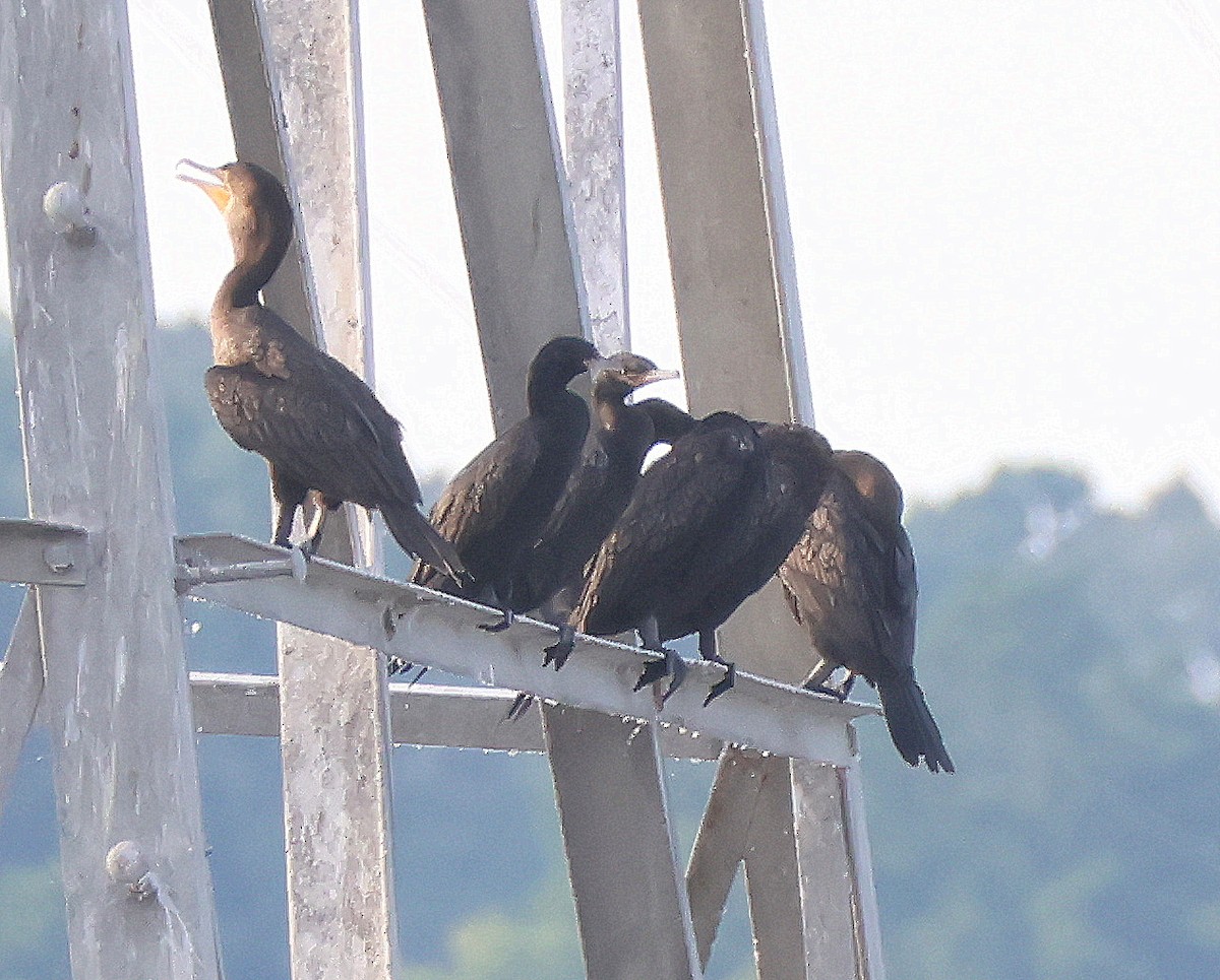 Neotropic Cormorant - ML639829337