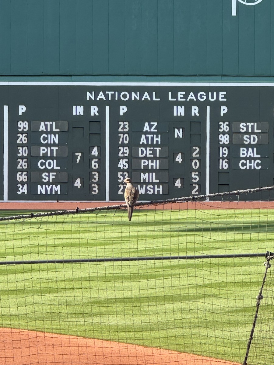 תורית אמריקנית - ML639829348