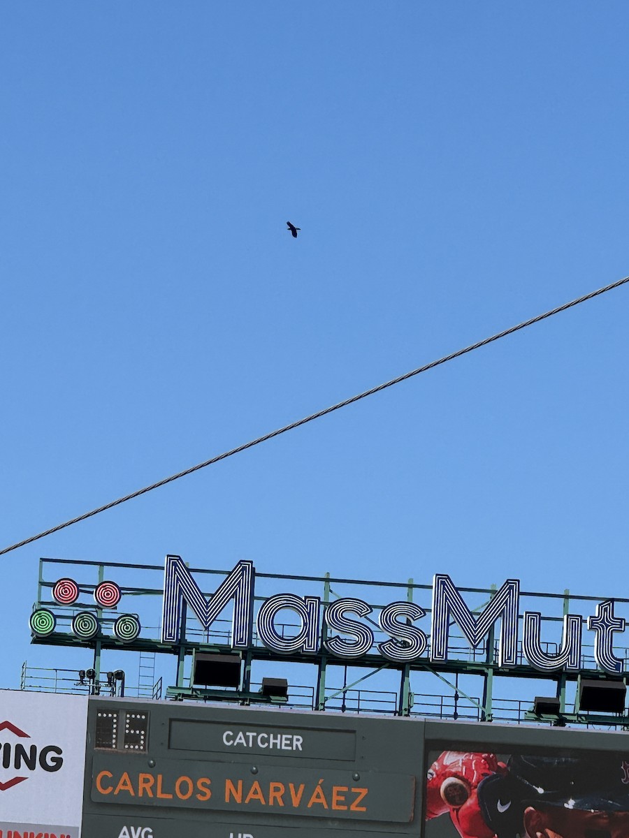 עורב שחור - ML639829374