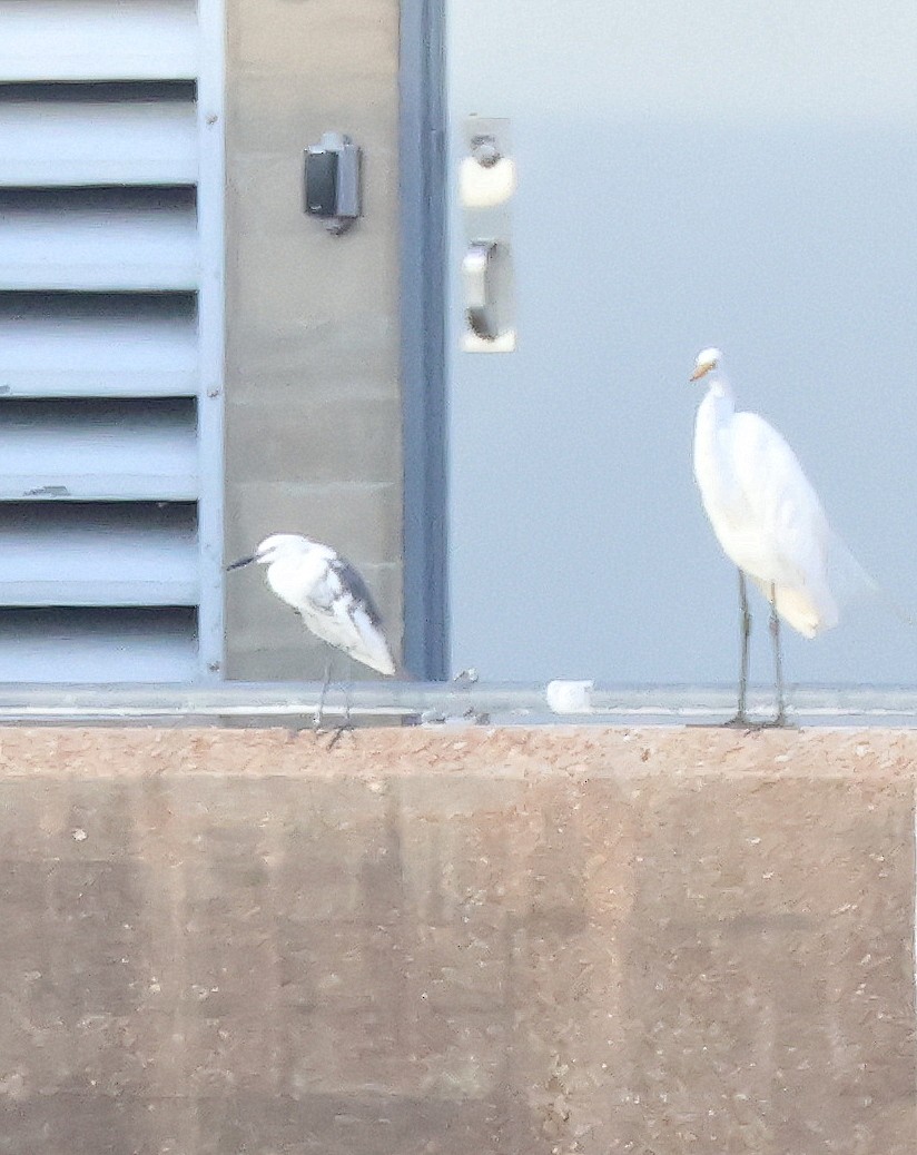 Little Blue Heron x Snowy Egret (hybrid) - ML639829411