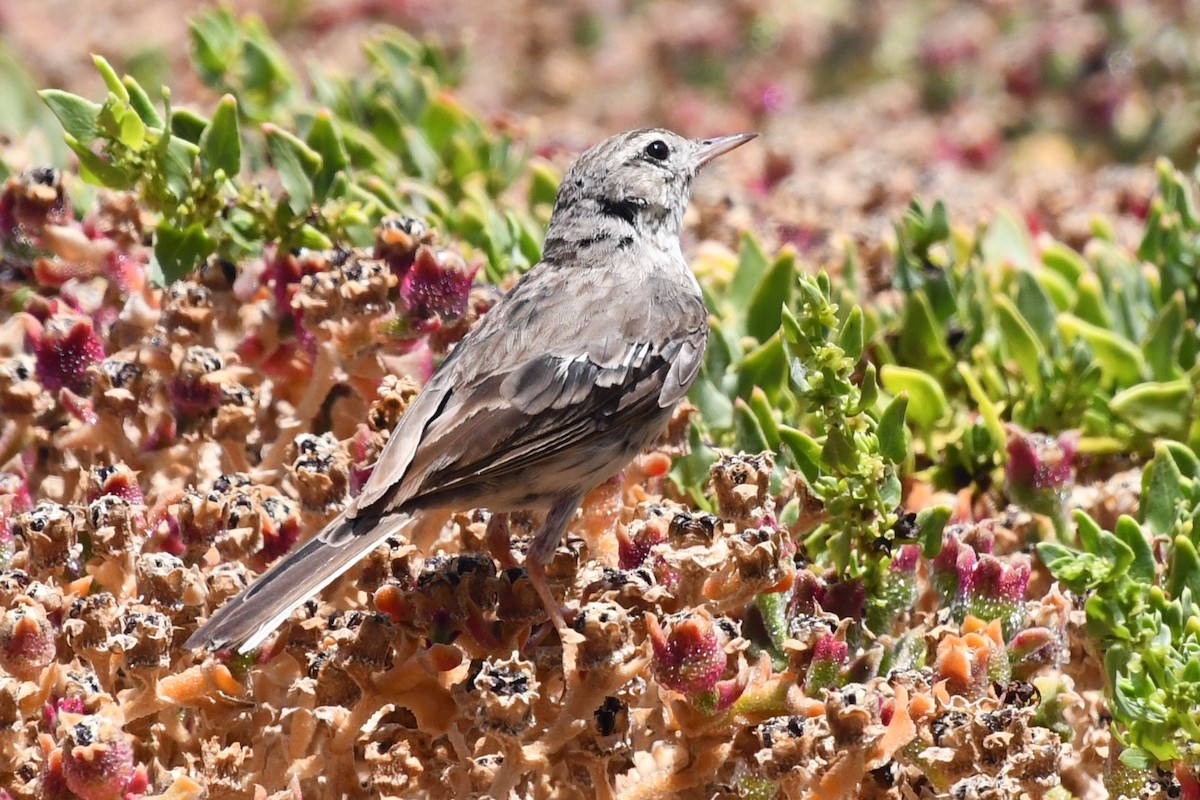 Pipit de Berthelot - ML639829422