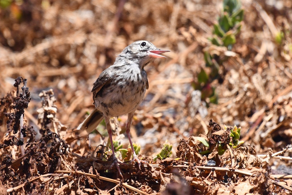 Pipit de Berthelot - ML639829423