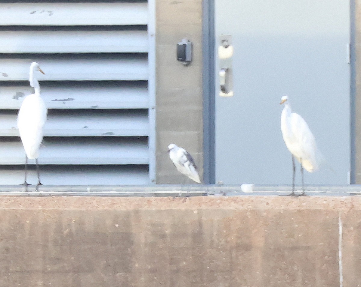 Little Blue Heron x Snowy Egret (hybrid) - ML639829429