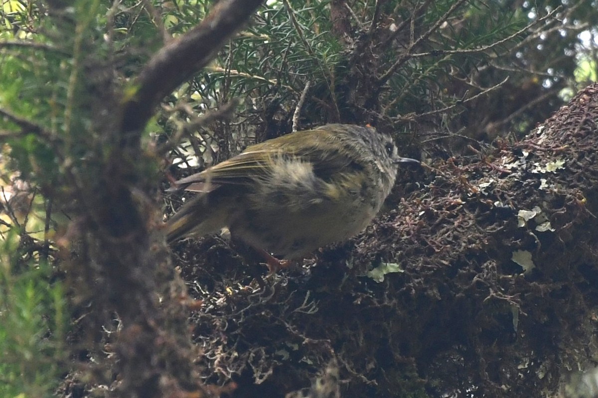 Goldcrest (Tenerife) - ML639829448