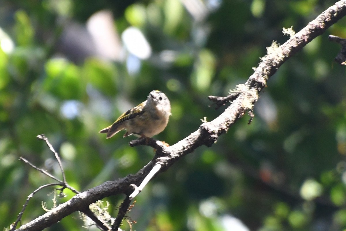 Goldcrest (Tenerife) - ML639829449