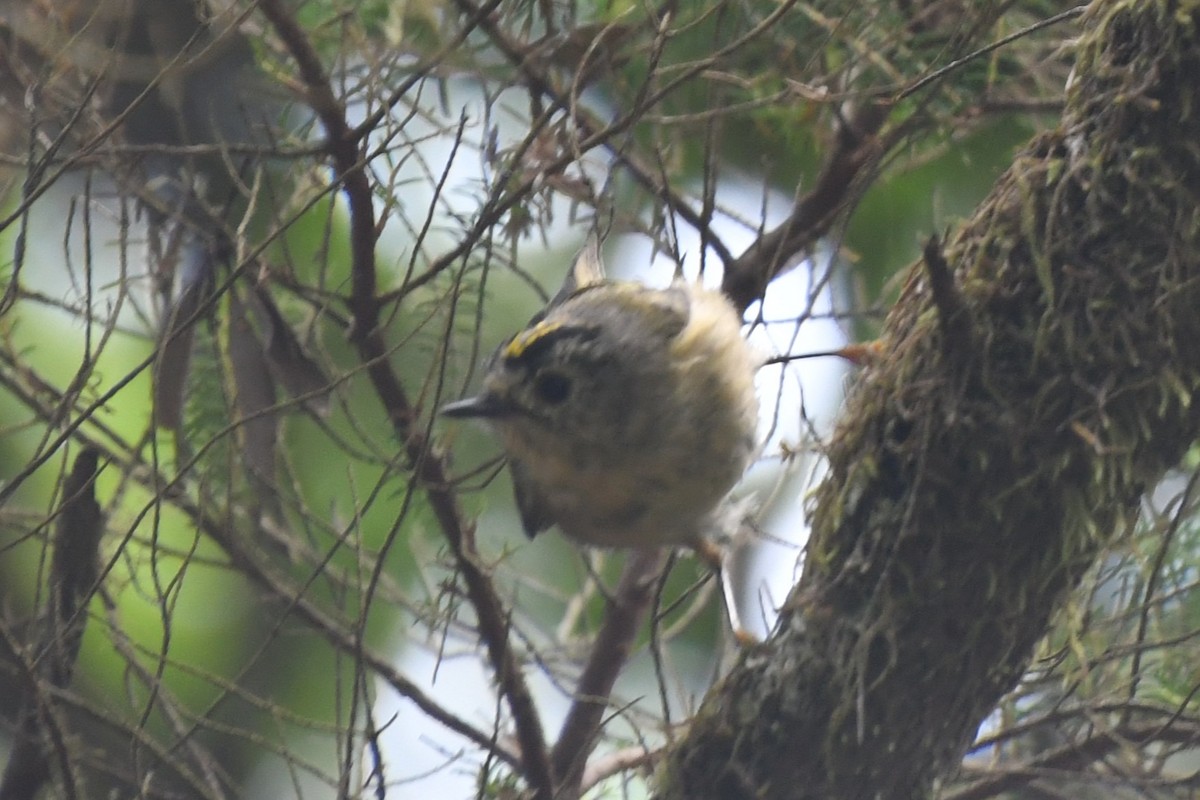 Goldcrest (Tenerife) - ML639829450