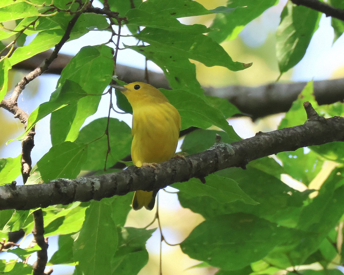 Yellow Warbler - ML639829465
