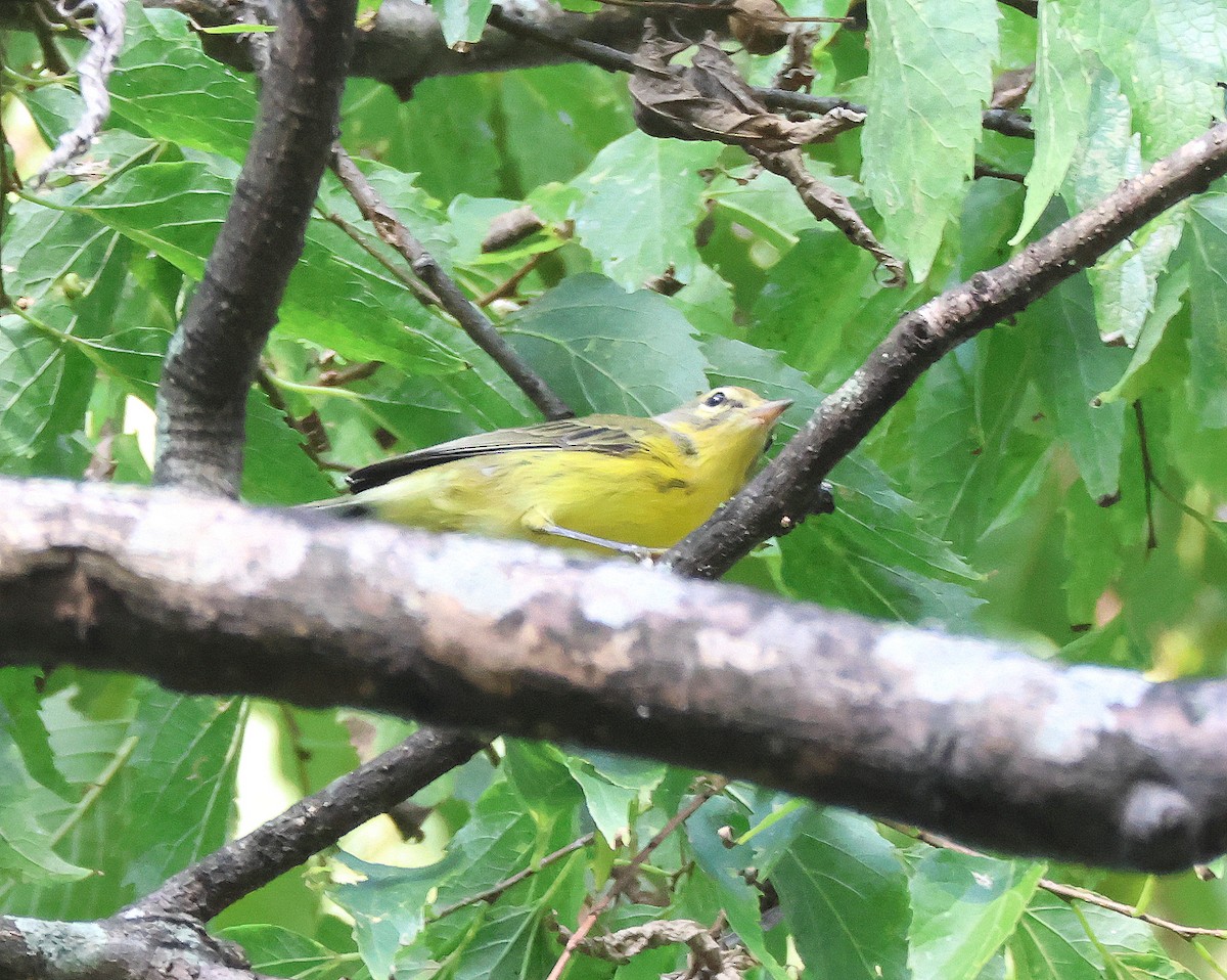 Prairie Warbler - ML639829476