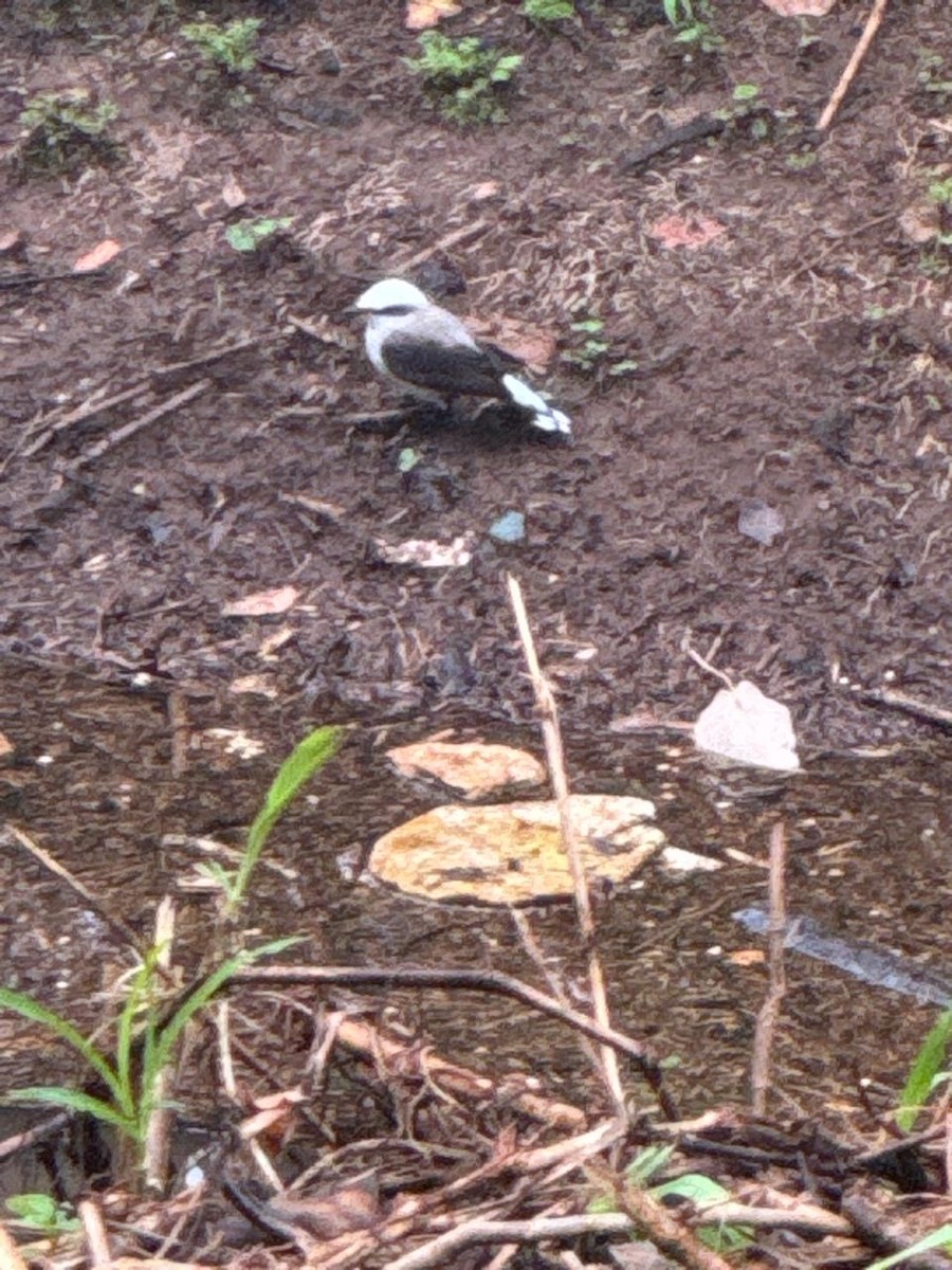 Masked Water-Tyrant - ML639829481