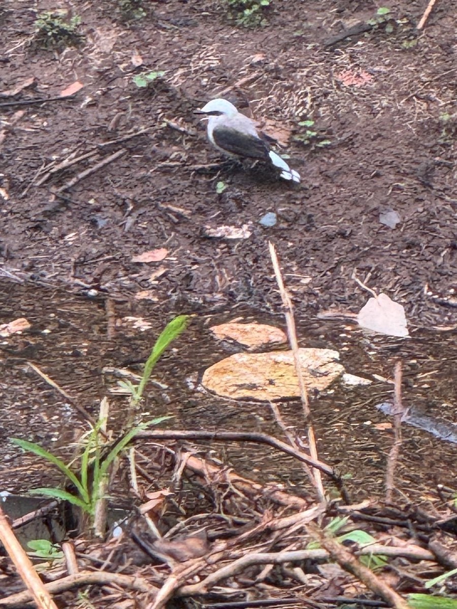 Masked Water-Tyrant - ML639829482