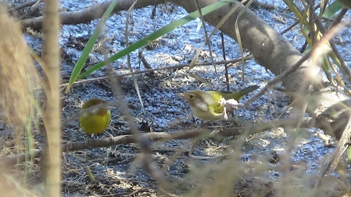 Yellow Warbler - ML639829553