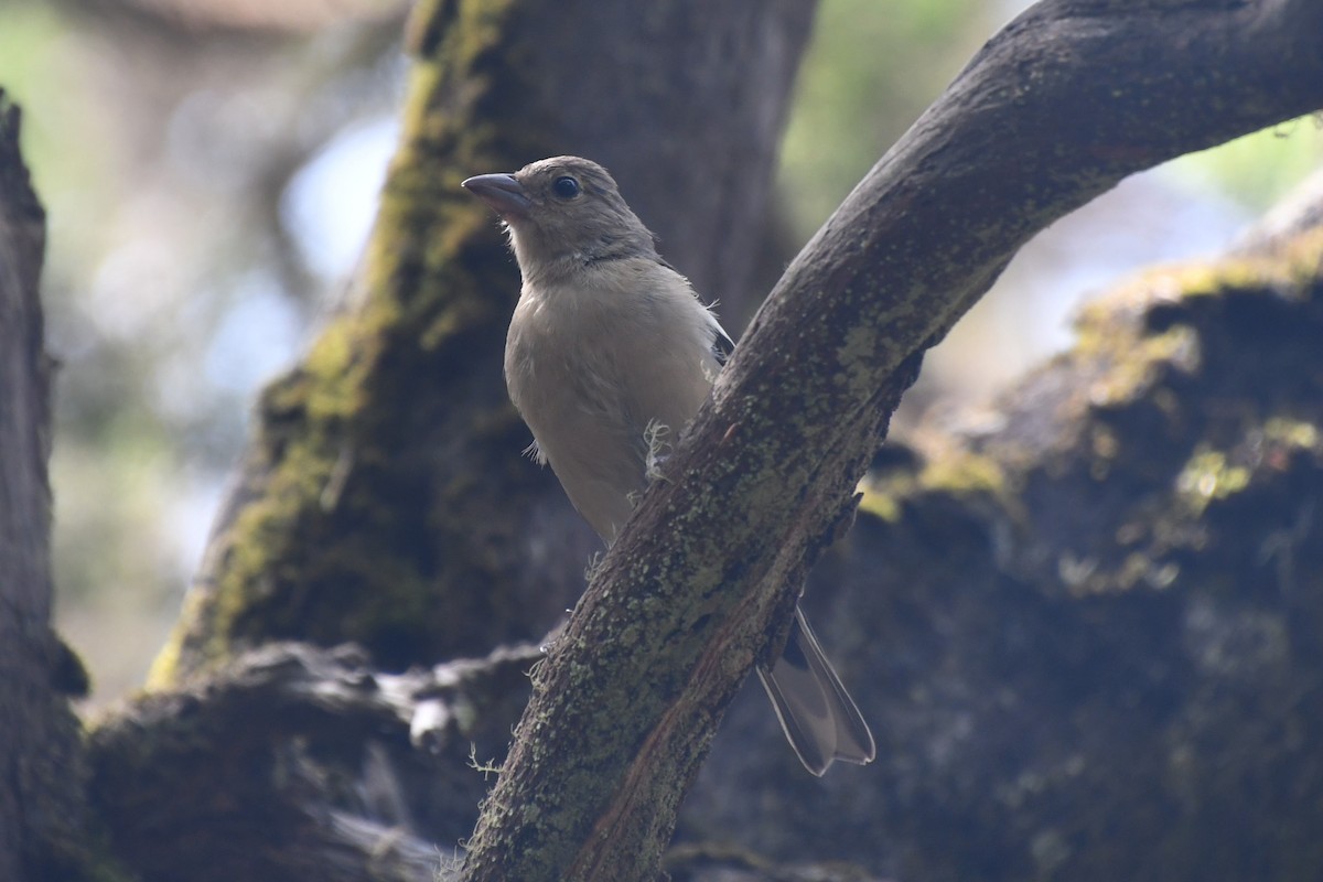 Canary Islands Chaffinch (Canary Is.) - ML639829557