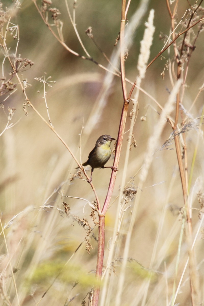 Common Yellowthroat - ML639829561