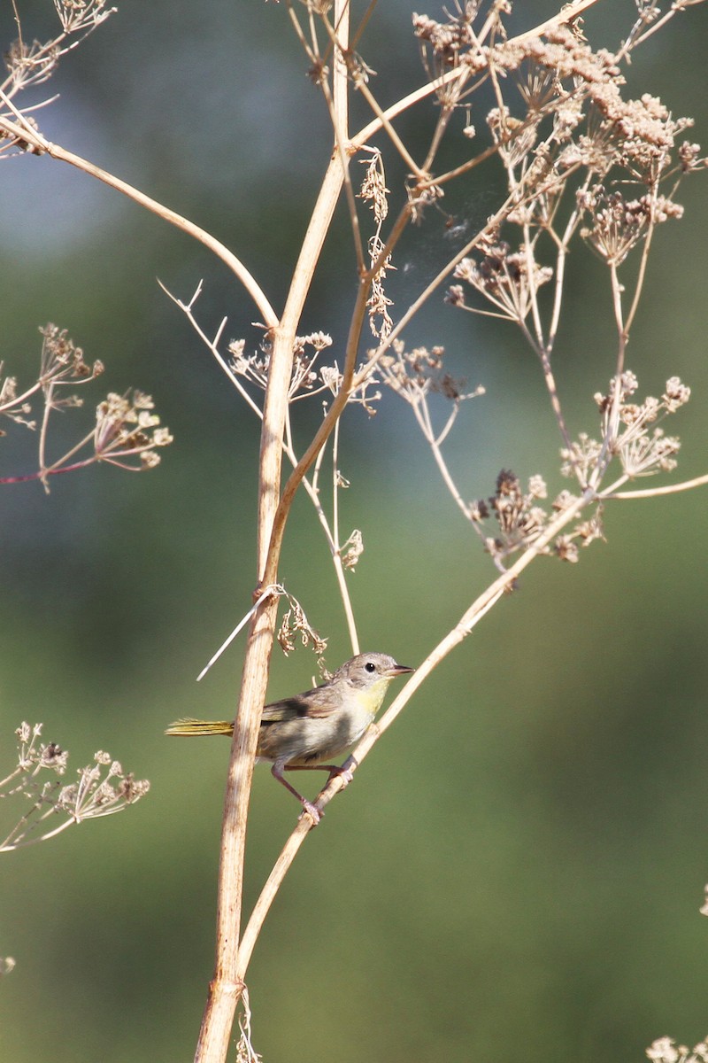 Common Yellowthroat - ML639829562
