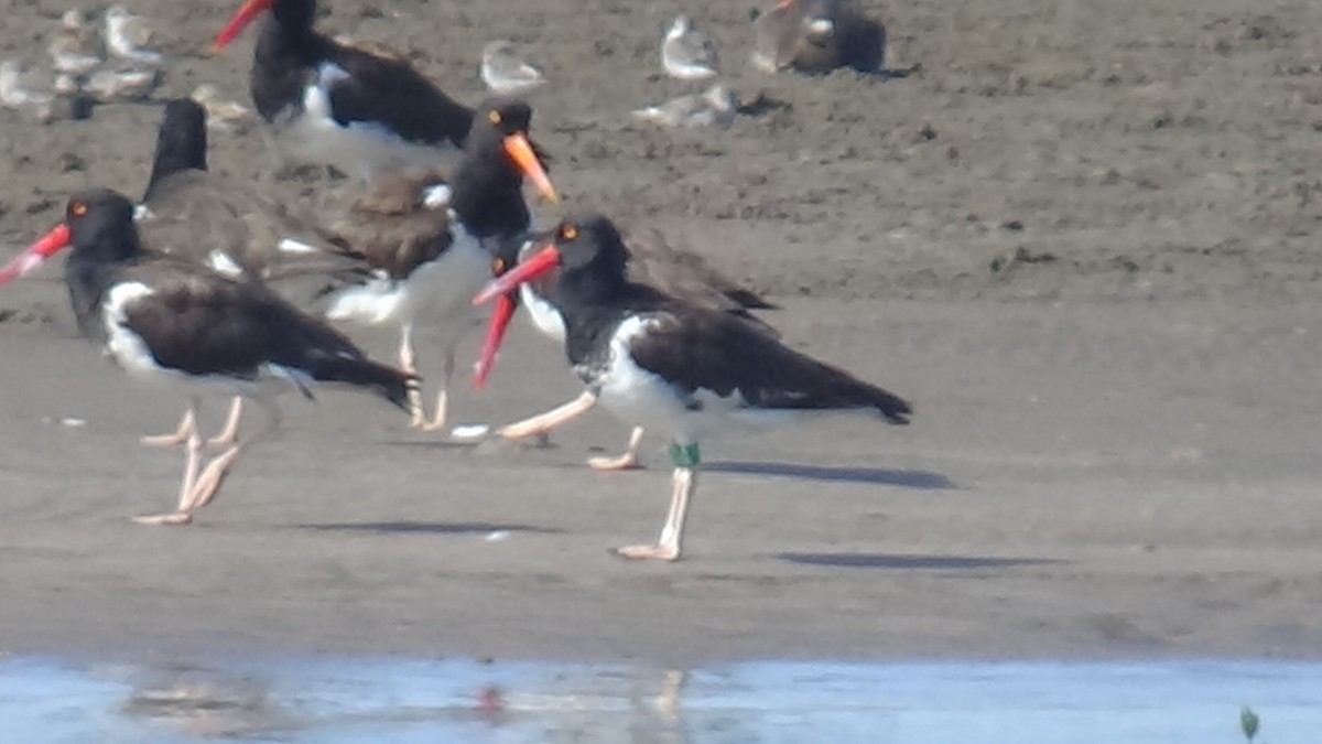 American Oystercatcher - ML639829593