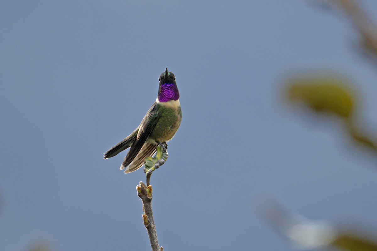 Amethyst-throated Sunangel - ML639829603