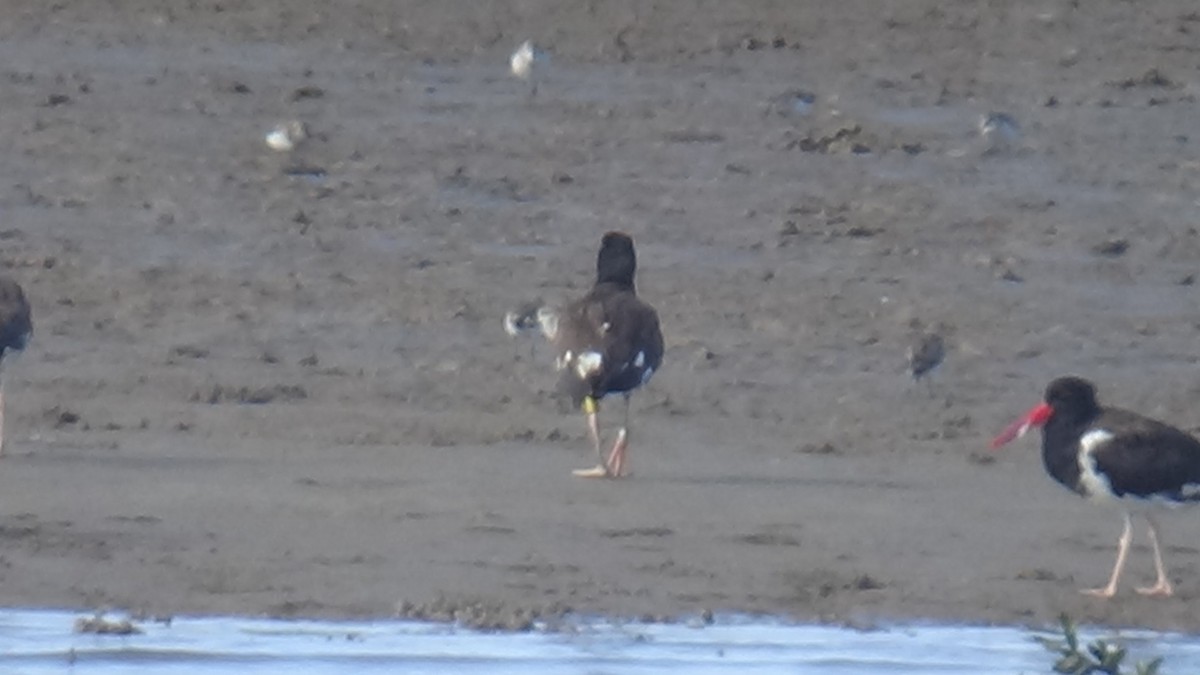 American Oystercatcher - ML639829657
