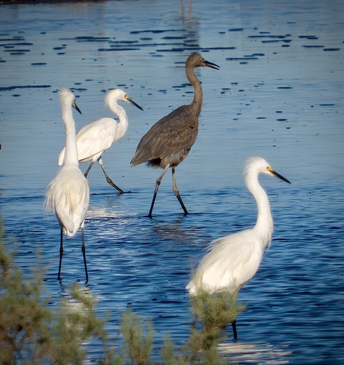 Reddish Egret - ML639829683