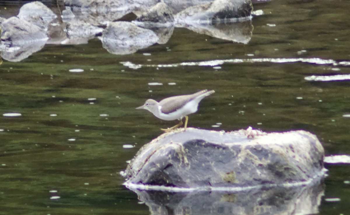 Spotted Sandpiper - ML639829685