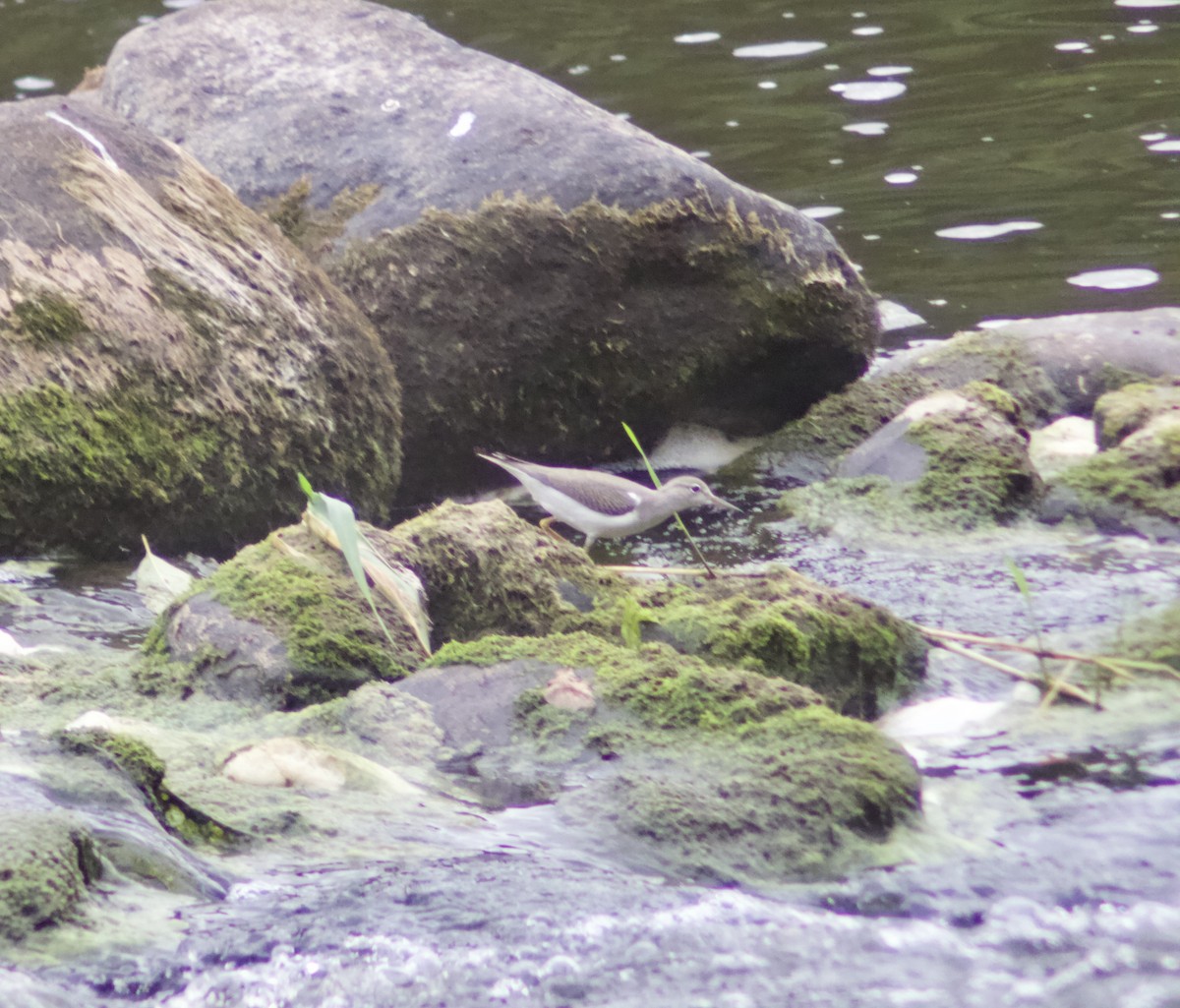 Spotted Sandpiper - ML639829686