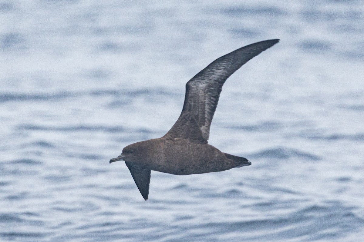 Puffin fuligineux - ML639829712