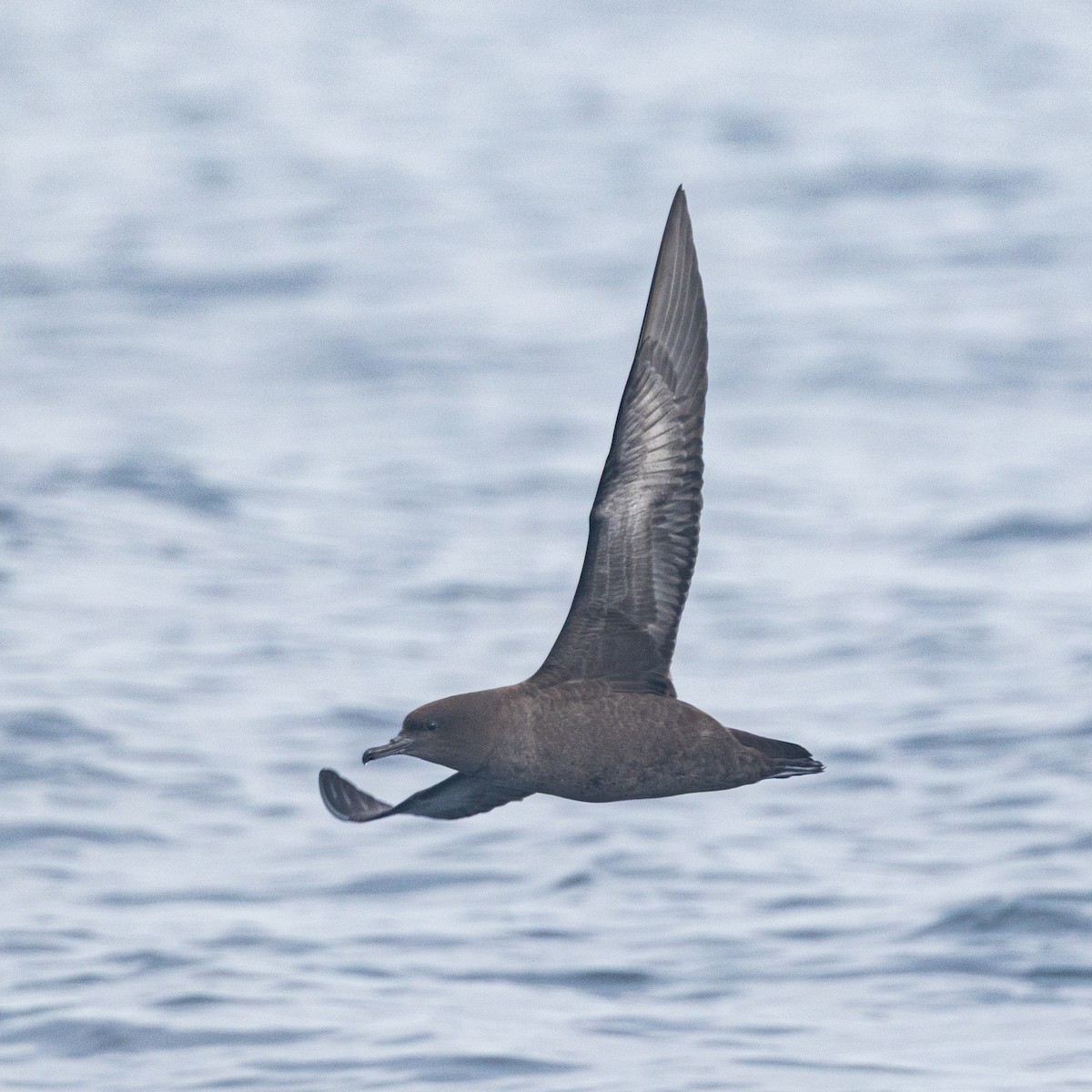 Puffin fuligineux - ML639829714