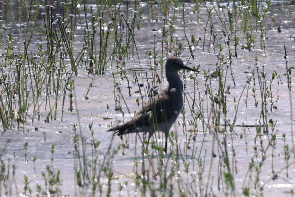 Spotted Sandpiper - ML639829736