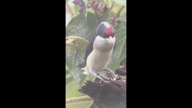 Ak Sırtlı Barbet - ML639829783