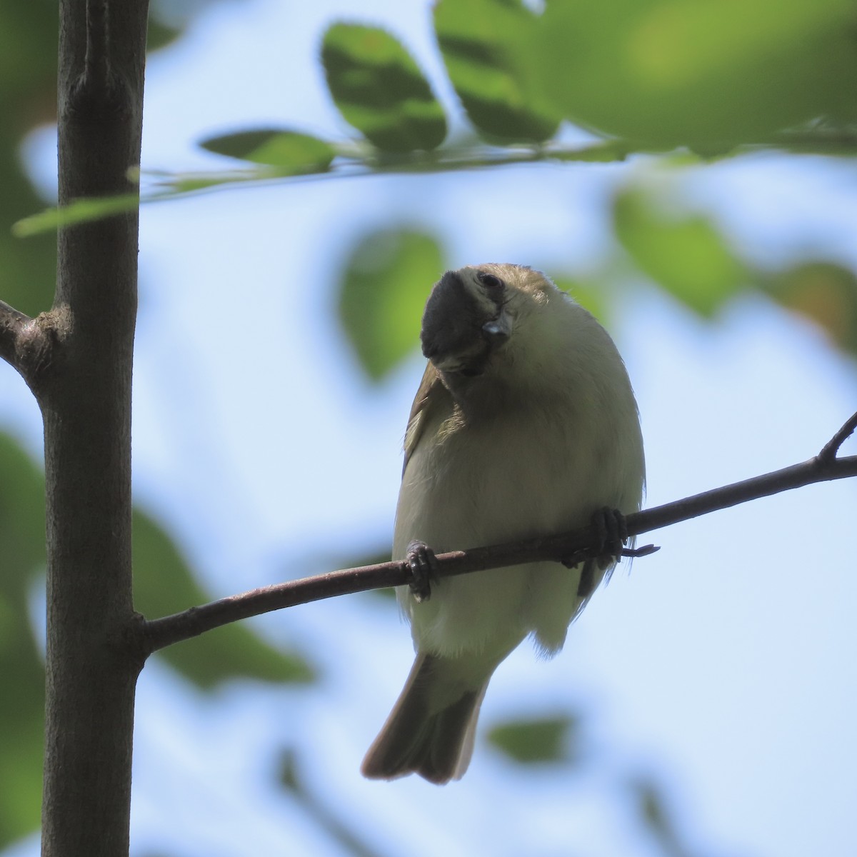 Kızıl Gözlü Vireo - ML639829794