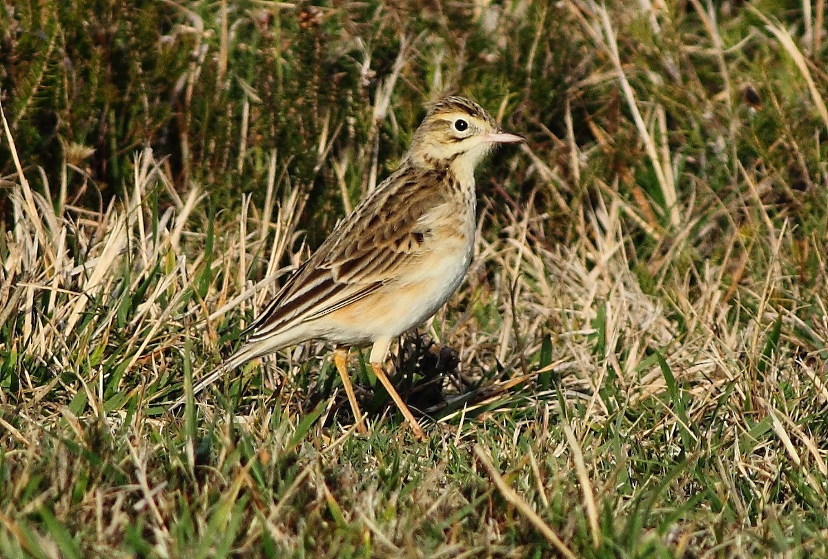 Richard's Pipit - ML639829862