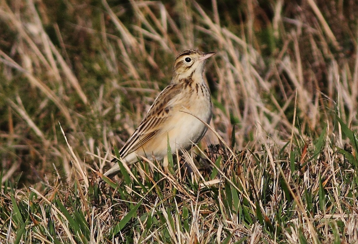 Richard's Pipit - ML639829863