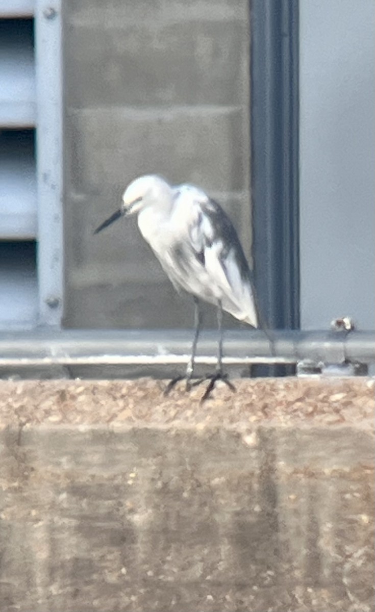 Little Blue Heron x Snowy Egret (hybrid) - ML639829903