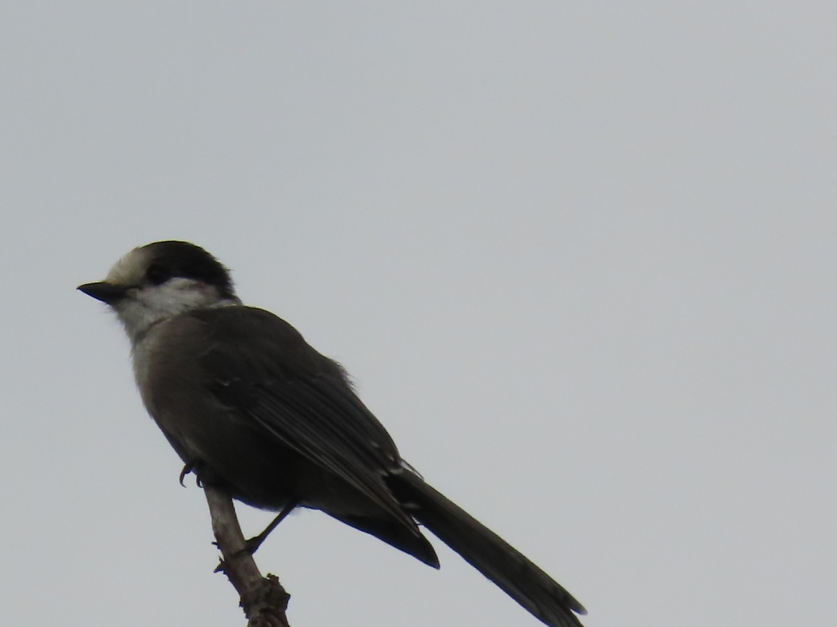 Canada Jay - ML639829941