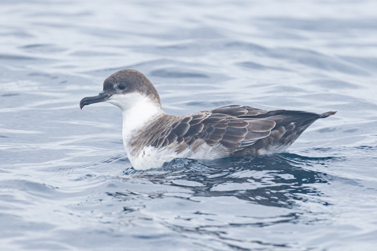 Puffin majeur - ML639830011