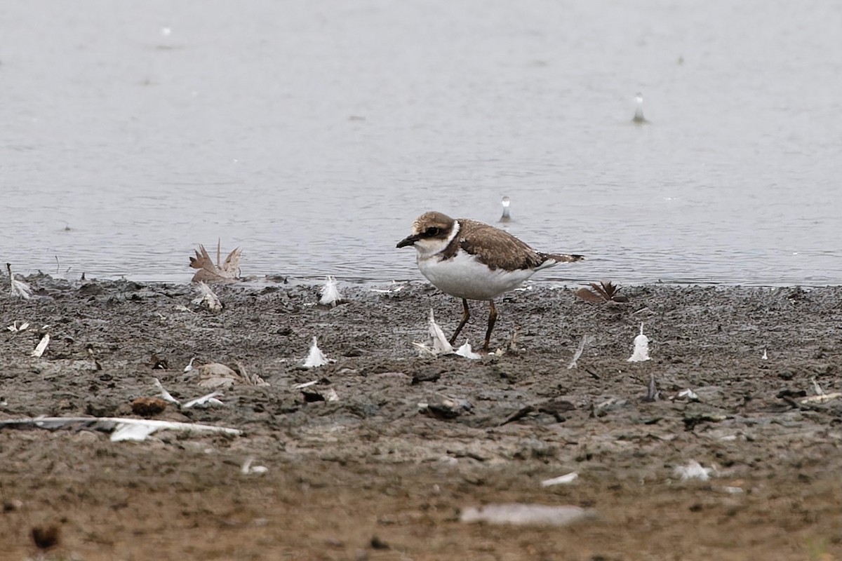 Little Ringed Plover - ML639830066