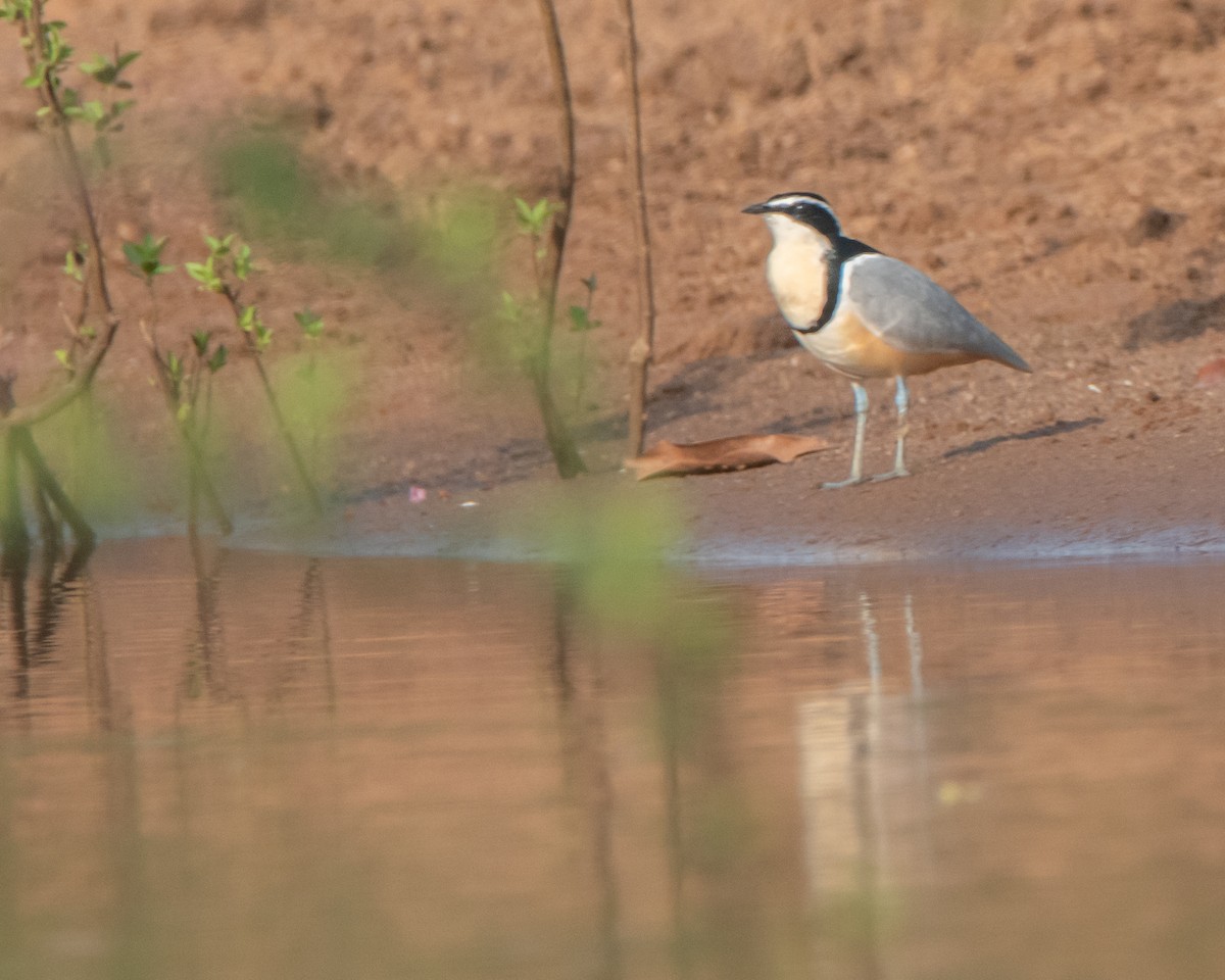 Egyptian Plover - ML639830156