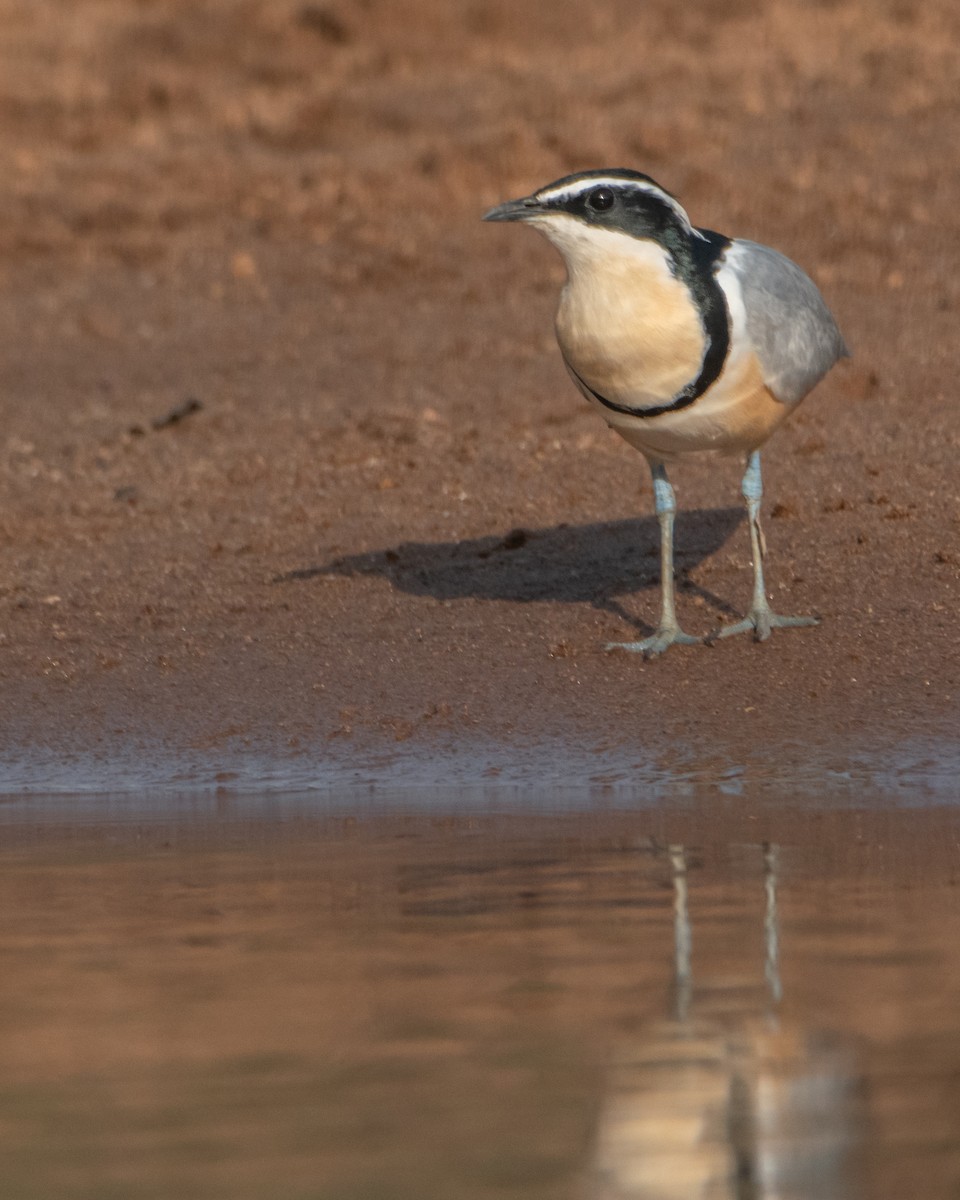 Egyptian Plover - ML639830157