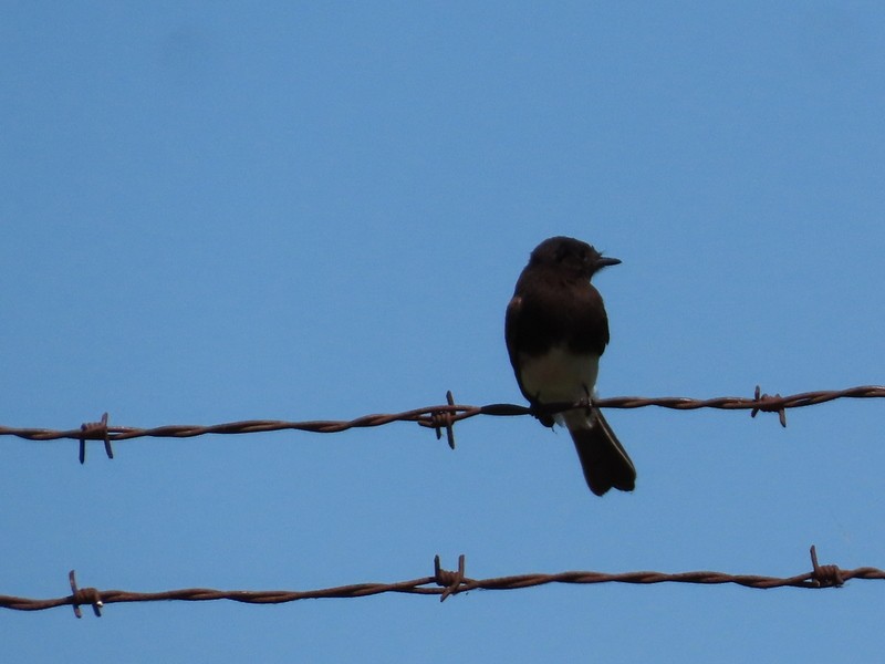 Black Phoebe - ML639830256