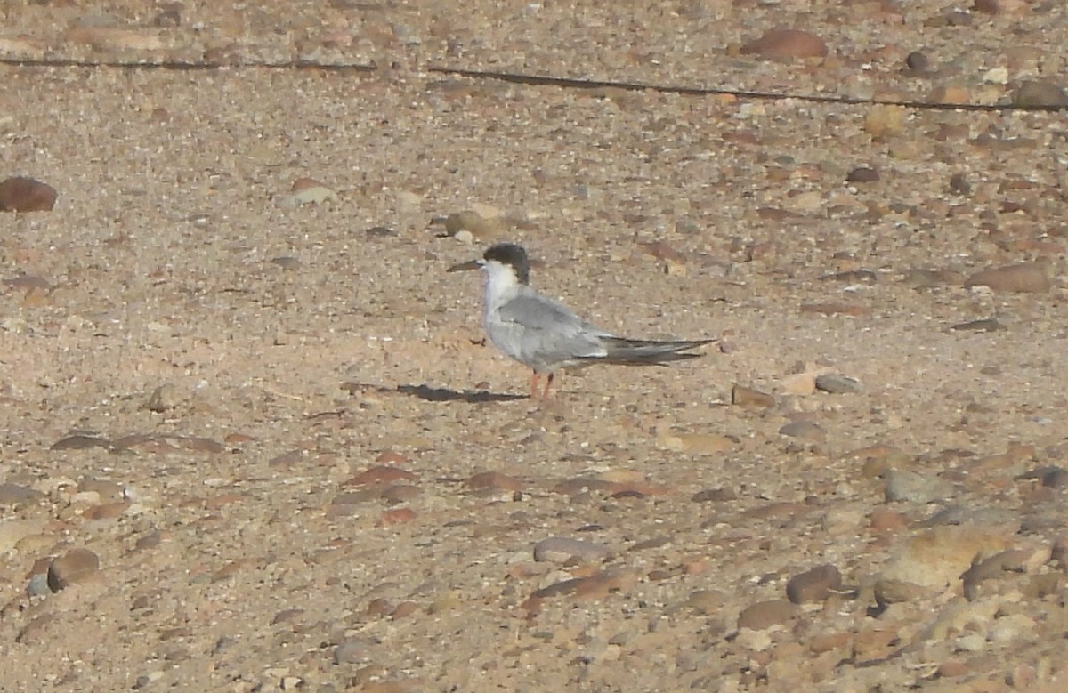 Forster's Tern - ML639830288