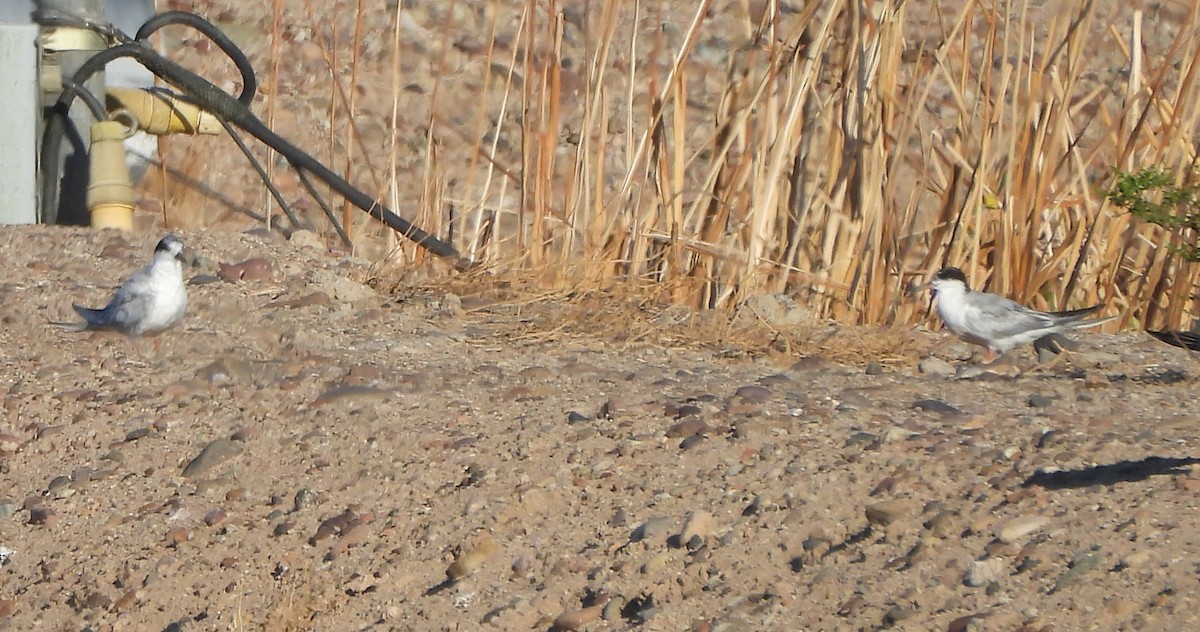 Forster's Tern - ML639830303